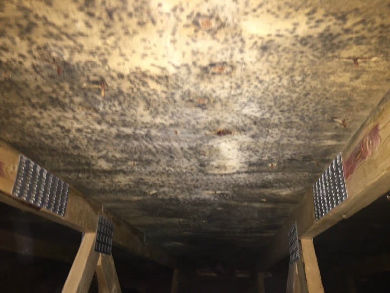 Mold In The Attic